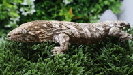 LB561- Pine Island Male Leachianus Gecko