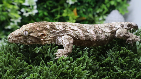 LB561- Pine Island Male Leachianus Gecko