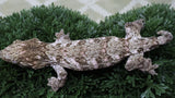 LB561- Pine Island Male Leachianus Gecko