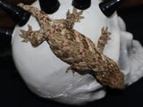 Leachianus (GTX HC) (LB170)
