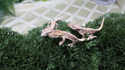 LWG1- Buy 2 Get 1 - Lilly White Babies!