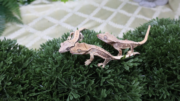 LWG1- Buy 2 Get 1 - Lilly White Babies!