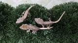 LWG1- Buy 2 Get 1 - Lilly White Babies!