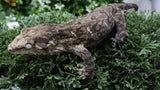 LB575- MTK Male Melanistic Leachianus Gecko