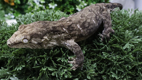 LB575- MTK Male Melanistic Leachianus Gecko