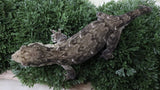 LB575- MTK Male Melanistic Leachianus Gecko