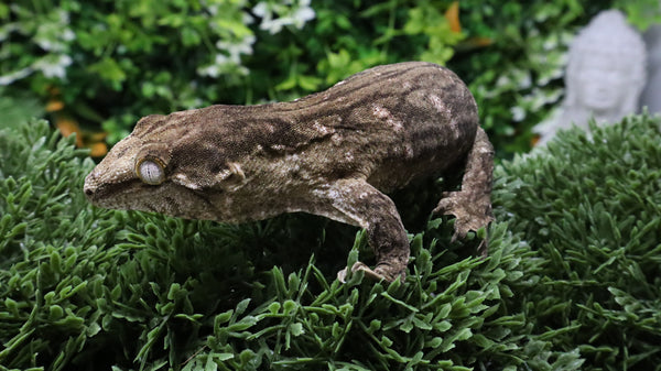 LB574- Female MTK Melanistic Leachinus Gecko