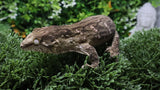 LB574- Female MTK Melanistic Leachinus Gecko