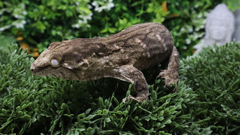 LB574- Female MTK Melanistic Leachinus Gecko