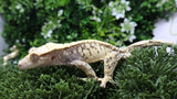 CG351- RTB Male Red Extreme Harlequin