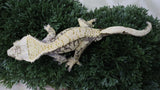 CG351- RTB Male Red Extreme Harlequin