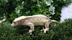 CG346- RTB Male Extreme Harlequin Crested Gecko