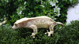 CG346- RTB Male Extreme Harlequin Crested Gecko