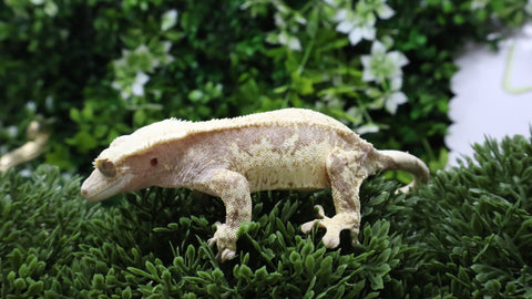 CG346- RTB Male Extreme Harlequin Crested Gecko