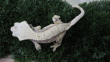 CG346- RTB Male Extreme Harlequin Crested Gecko