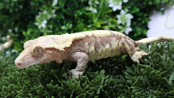 CG350- RTB Female Red harlequin Crested Gecko