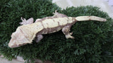 CG350- RTB Female Red harlequin Crested Gecko