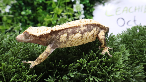 CG348- RTB Tanjerine Extreme Harlequin Crested Gecko