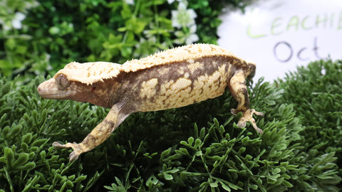 CG348- RTB Tanjerine Extreme Harlequin Crested Gecko