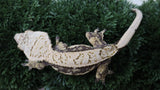 CG348- RTB Tanjerine Extreme Harlequin Crested Gecko