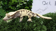 CG345- Almost RTB Extreme Harlequin Male Crested Gecko