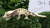 CG345- Almost RTB Extreme Harlequin Male Crested Gecko
