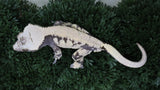 CG345- Almost RTB Extreme Harlequin Male Crested Gecko