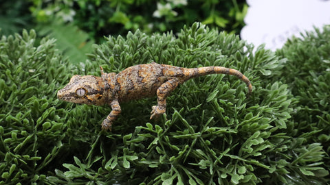 GG400- Retic Gargoyle Gecko