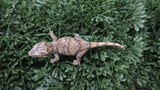 GG400- Retic Gargoyle Gecko