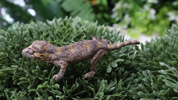 GG399- Blotched Gargoyle Gecko