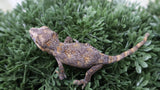 GG399- Blotched Gargoyle Gecko