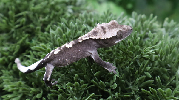CGAX23- Beautiful Axanthic Crested Gecko