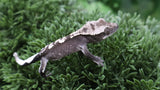 CGAX23- Beautiful Axanthic Crested Gecko