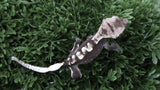 CGAX23- Beautiful Axanthic Crested Gecko