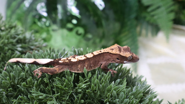 CGHAX20- Het Axanthic Crested Gecko