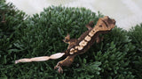 CGHAX20- Het Axanthic Crested Gecko