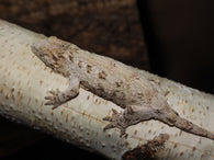 Leachianus (Dr2) (LB196)