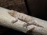 Leachianus (Dr2) (LB196)
