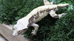 CG357- RTB Male Extreme Harlequin Crested Gecko