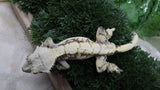 CG357- RTB Male Extreme Harlequin Crested Gecko