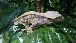 CG356- Almost RTB Male Tanjerine Crested Gecko