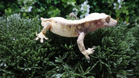 CG355- Full Coverage Extreme Tricolor Crested Gecko