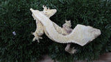 CG355- Full Coverage Extreme Tricolor Crested Gecko