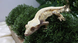 CG355- Full Coverage Extreme Tricolor Crested Gecko