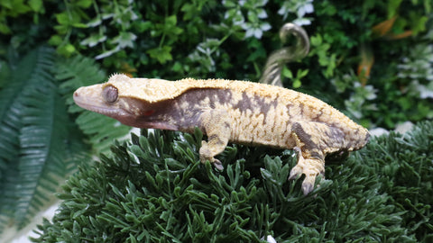 CG354- Almost RTB Female Extreme Harlequin Crested Gecko