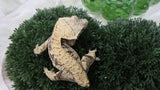 CG354- Almost RTB Female Extreme Harlequin Crested Gecko