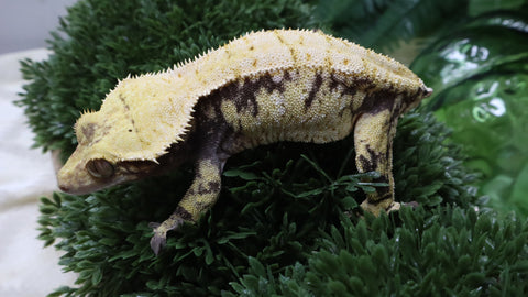 CG353- Beautiful RTB Female Yellow Extreme Harlequin Crested Gecko