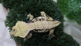 CG353- Beautiful RTB Female Yellow Extreme Harlequin Crested Gecko