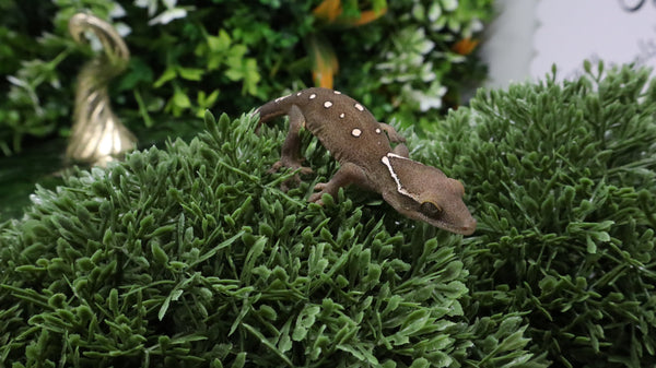 SG39- 9 Spot Sarasinorum Gecko