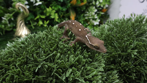 SG39- 9 Spot Sarasinorum Gecko